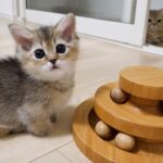 【不器用すぎ!】おもちゃに興味津々だけど、まだうまく遊べない子猫のドタバタ奮闘記! - 肉球ドットコム(299.com)