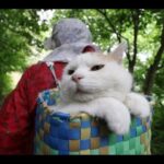 【背負いかごが定位置!】人気猫「しろ」の貫禄!かごの中で「まったり」を極める究極の癒やし動画! - 肉球ドットコム(299.com)