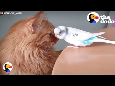 【運命の親友!】常識を覆す!猫と鳥の種を超えた友情が「離れられない」ほどの感動を呼ぶ! - 肉球ドットコム(299.com)