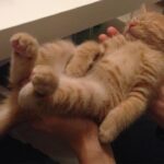 【本物か人形か!?】茶トラ子猫「ひろし」が熟睡!可愛すぎて見分けがつかない爆睡動画! - 肉球ドットコム(299.com)