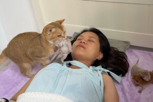 【ママ、ここが安心!】母猫が寝床を移動!「どこに寝ても子猫を連れてくる」感動の母性愛! - 肉球ドットコム(299.com)