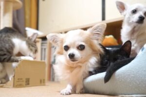 【違和感なし!】黒猫が「真っ黒な空間」に溶け込む!どこにいるか探してしまう癒やしの日常! - 肉球ドットコム(299.com)