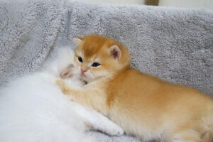 【離れられない!】兄弟に「ピタッ!」とくっつかないと眠れない、甘えん坊すぎる子猫の寝姿! - 肉球ドットコム(299.com)