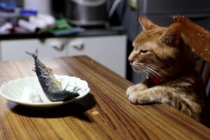 【秋の味覚に釘付け!】テーブルの上の「秋刀魚」をガン見する猫たち!我慢できるか? - 肉球ドットコム(299.com)