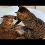 【愛が故のケンカ!】「揉めてる」3匹の猫たち!お気に入りの場所をめぐる、真剣で可愛すぎる攻防戦! - 肉球ドットコム(299.com)