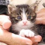 【お膝に集合!】保護主のお膝を発見!子猫たちが「鳴きながら」よじ登ってくる最高の甘えん坊タイム! - 肉球ドットコム(299.com)