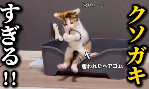 【規格外のクソガキ!】保護された子猫の「やんちゃ」が止まらない!可愛すぎる困り事! - 肉球ドットコム(299.com)