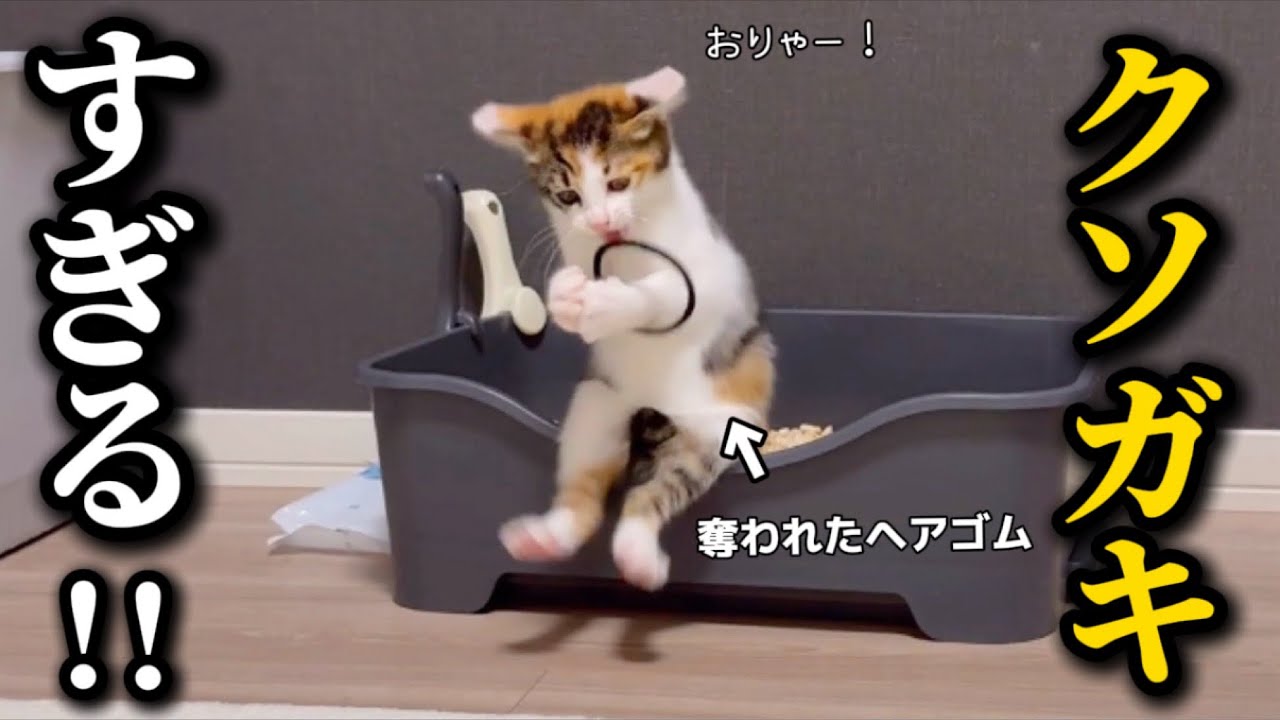 【規格外のクソガキ!】保護された子猫の「やんちゃ」が止まらない!可愛すぎる困り事! - 肉球ドットコム(299.com)