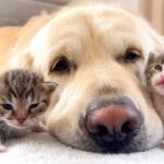 【子守犬誕生!】ゴールデン・レトリーバーと「赤ちゃん子猫たち」の心温まる日常! - 肉球ドットコム(299.com)