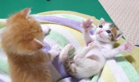 【謎の弟子猫】姉猫、困惑!踊り続ける子猫を「呆然と見つめる」愛らしい日常! - 肉球ドットコム(299.com)