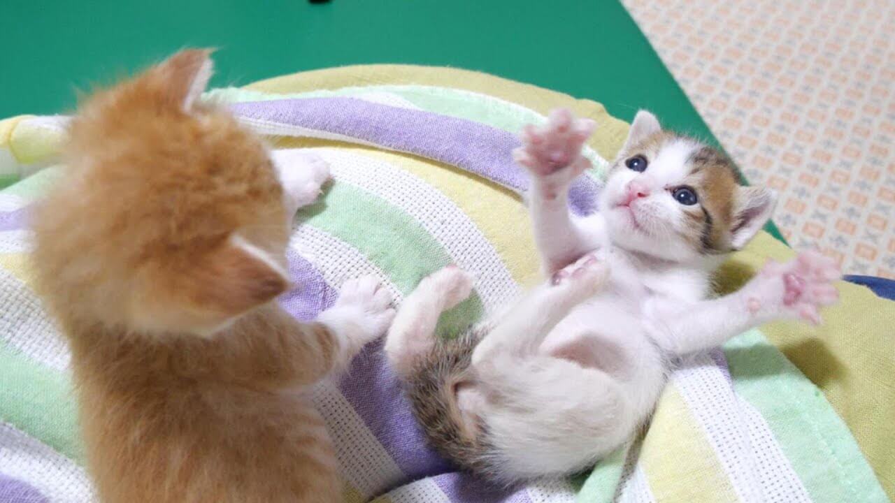 【謎の弟子猫】姉猫、困惑!踊り続ける子猫を「呆然と見つめる」愛らしい日常! - 肉球ドットコム(299.com)