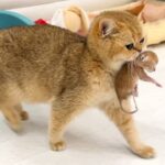 【ソファは嫌!】母猫が産まれたばかりの赤ちゃんを「ベッド」まで運ぶ!わがままな母性愛! - 肉球ドットコム(299.com)