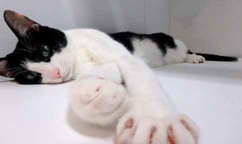 【今日の歓迎はなし!】飼い主を「ほったらかし」!お出迎えに来なかった猫の「納得の理由」! - 肉球ドットコム(299.com)