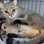 【ママが秒で駆けつける!】子猫の「泣き声」を聞き逃さない!究極の母性愛に満ちた感動動画! - 肉球ドットコム(299.com)