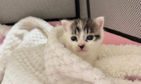 【助けて!】大通り沿いに「ひとりぼっち」の子猫を保護!勇気ある行動が小さな命を救う! - 肉球ドットコム(299.com)