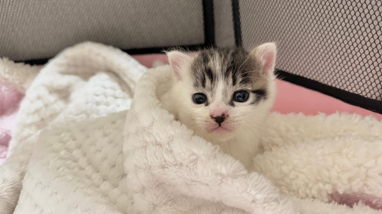 【助けて!】大通り沿いに「ひとりぼっち」の子猫を保護!勇気ある行動が小さな命を救う! - 肉球ドットコム(299.com)