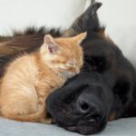 【離れられない!】保護子猫が「ジャーマン・シェパードのそば」でないと眠れない!究極の添い寝! - 肉球ドットコム(299.com)