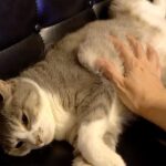 【モフるしかない!】飼い主の手に「身を委ねる」モフモフ猫!極上の癒やしタイム! - 肉球ドットコム(299.com)