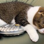 【離れない!】生まれて初めての「湯たんぽ」が気持ち良すぎて独り占めする猫! - 肉球ドットコム(299.com)