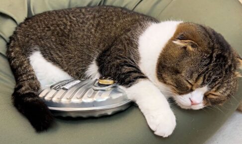 【離れない!】生まれて初めての「湯たんぽ」が気持ち良すぎて独り占めする猫! - 肉球ドットコム(299.com)