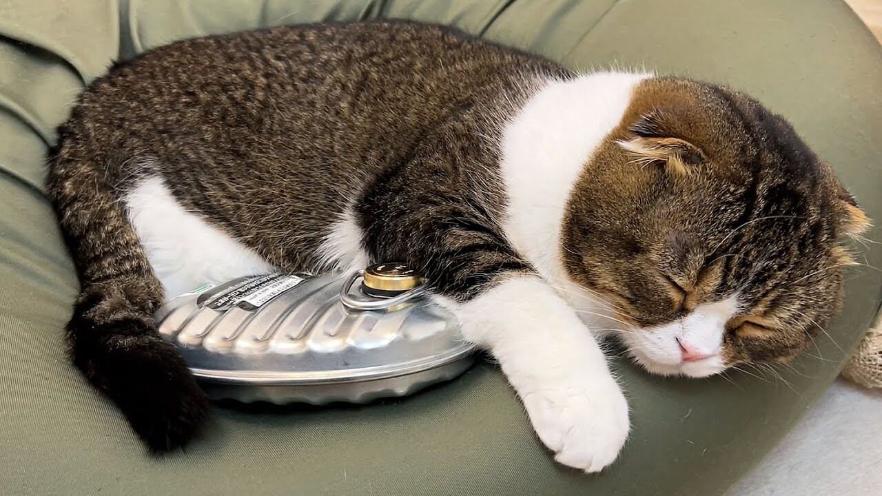 【離れない!】生まれて初めての「湯たんぽ」が気持ち良すぎて独り占めする猫! - 肉球ドットコム(299.com)