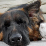 【恐怖から安心へ!】ジャーマン・シェパードを怖がっていた子猫が「添い寝」するまでの感動変化! - 肉球ドットコム(299.com)