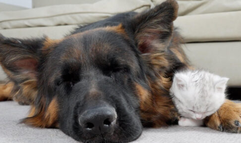 【恐怖から安心へ!】ジャーマン・シェパードを怖がっていた子猫が「添い寝」するまでの感動変化! - 肉球ドットコム(299.com)