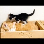 【踏まれても動じない!】何度も「子猫に踏まれる」先住猫の愛と忍耐!究極の優しさ! - 肉球ドットコム(299.com)