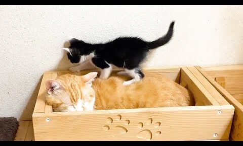 【踏まれても動じない!】何度も「子猫に踏まれる」先住猫の愛と忍耐!究極の優しさ! - 肉球ドットコム(299.com)