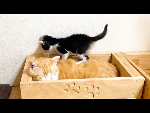 【踏まれても動じない!】何度も「子猫に踏まれる」先住猫の愛と忍耐!究極の優しさ! - 肉球ドットコム(299.com)