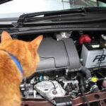 【命の救出劇!】車のエンジンルームに潜む子猫!勇気ある保護の決定的瞬間! - 肉球ドットコム(299.com)