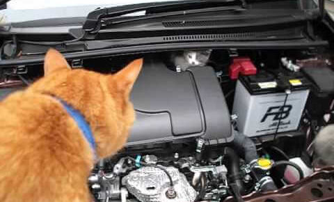 【命の救出劇!】車のエンジンルームに潜む子猫!勇気ある保護の決定的瞬間! - 肉球ドットコム(299.com)