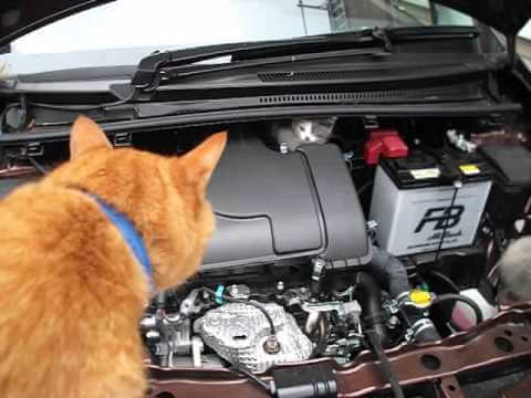 【命の救出劇!】車のエンジンルームに潜む子猫!勇気ある保護の決定的瞬間! - 肉球ドットコム(299.com)