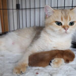 【優しく抱きかかえる!】我が子を「腕の中に優しく抱く」母猫の、温かい母性愛に癒やされる! - 肉球ドットコム(299.com)