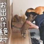 【行かせないニャ!】妻の「出勤阻止」に燃える猫たち!愛と執着の猛アピール! - 肉球ドットコム(299.com)