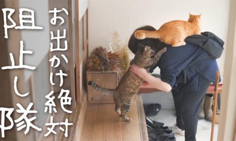 【行かせないニャ!】妻の「出勤阻止」に燃える猫たち!愛と執着の猛アピール! - 肉球ドットコム(299.com)