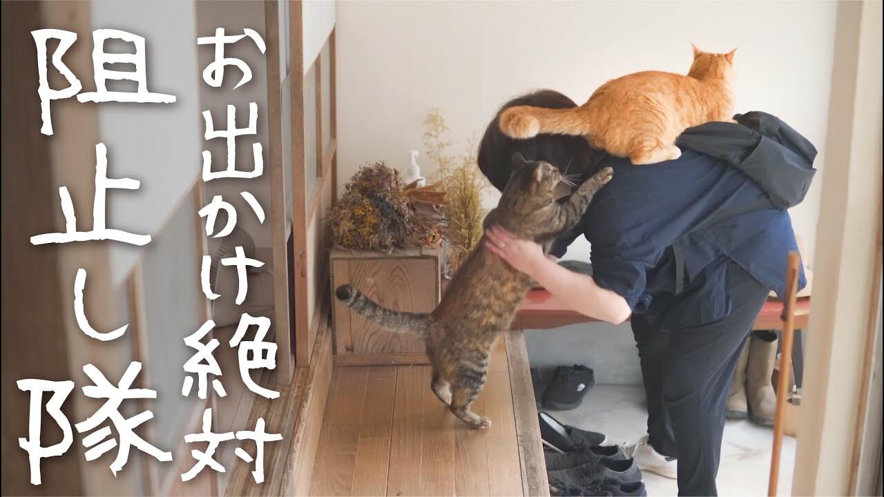 【行かせないニャ!】妻の「出勤阻止」に燃える猫たち!愛と執着の猛アピール! - 肉球ドットコム(299.com)