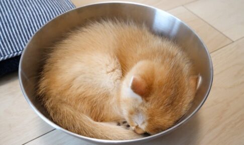 無防備すぎる子猫が部屋を占拠!「へそ天」爆睡に見る“至福の瞬間”に癒やされる! - 肉球ドットコム(299.com)