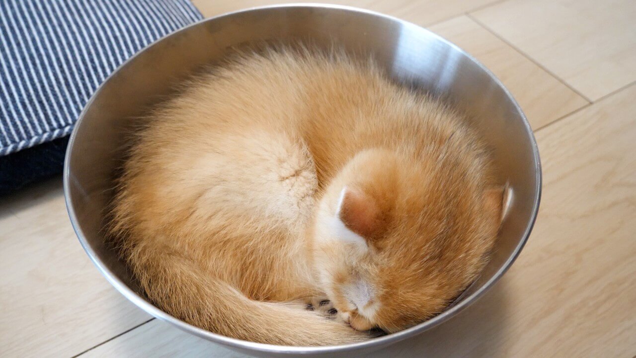 無防備すぎる子猫が部屋を占拠!「へそ天」爆睡に見る“至福の瞬間”に癒やされる! - 肉球ドットコム(299.com)
