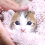 【ギュッと抱きしめたい!】おふとんから顔を出す子猫がぬいぐるみ!安心しきった姿が究極の癒やし - 肉球ドットコム(299.com)