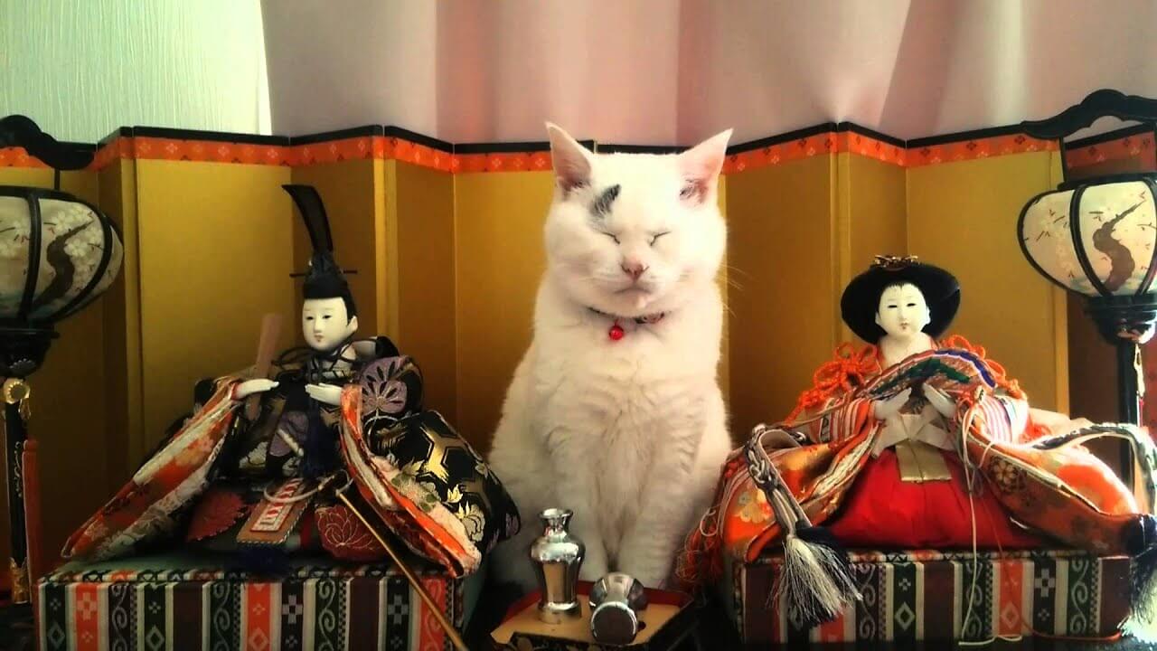 【猫の雛祭り!】お雛様になりきる猫が「完璧なポーズ」!美しすぎる姿に心が和む! - 肉球ドットコム(299.com)