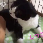 【ワンコかニャンコか!】犬みたいな鳴き声で「チーズ」!? 撫で方が悪いと怒る女王様猫が可愛すぎる! - 肉球ドットコム(299.com)