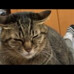 【どこにも行かせない!】飼い主の足をロック!猫が考えた「究極の甘えん坊作戦」に悶絶! - 肉球ドットコム(299.com)