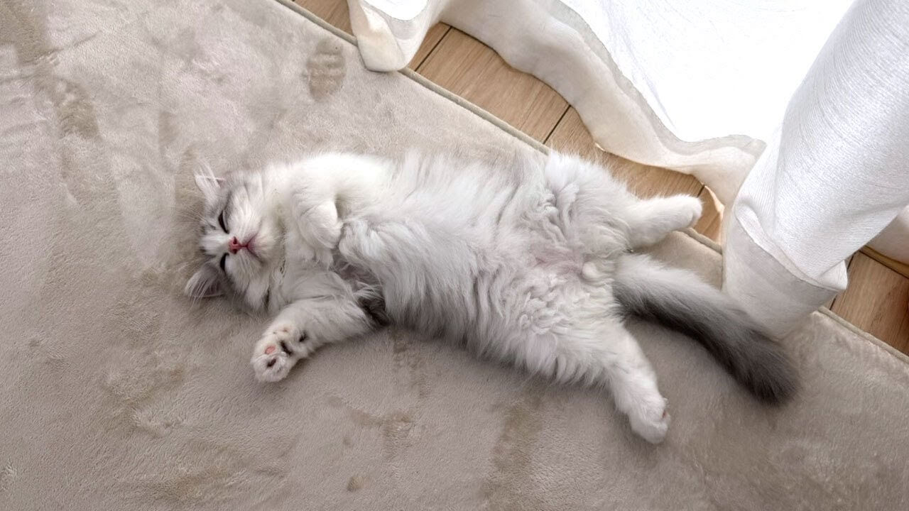 【驚き】初日から大物すぎる!家に来たばかりの子猫が見せた「まさかの姿」に爆笑! - 肉球ドットコム(299.com)