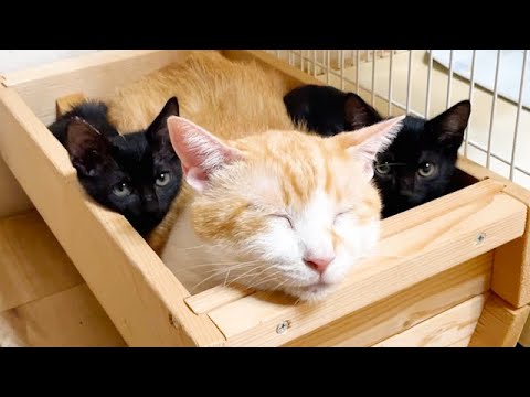 【ここは安全基地!】怖がり子猫が先住猫に「ピタッ」!大きなムギちゃんの横で安心しきって眠る感動の絆! - 肉球ドットコム(299.com)