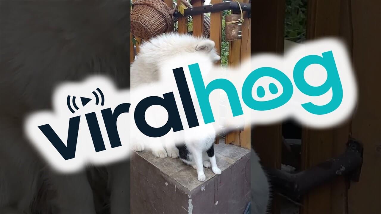 【癒し】なんて優しいお手伝い!愛猫をせっせと毛づくろいする大型犬に胸キュン! - 肉球ドットコム(299.com)