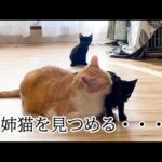 【健気】勇気が出なくて近づけない!大好きな先住猫にコソコソ近づく弟猫が可愛すぎる! - 肉球ドットコム(299.com)