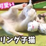 【笑い】小さなプロレスラー爆誕!タオル相手に「華麗な足攻め」を繰り出す子猫の猛特訓に悶絶! - 肉球ドットコム(299.com)