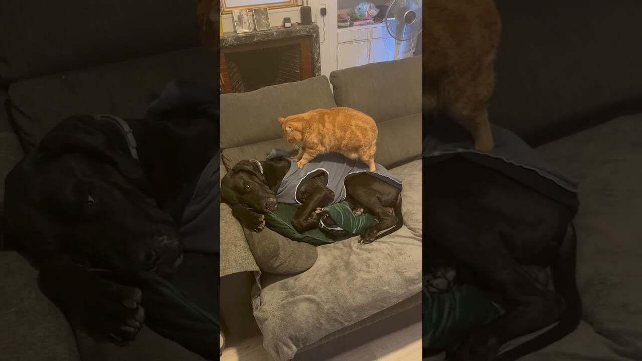 【感動】「疲れてるニャ?」愛犬のために「背中マッサージ」を施す猫!種を超えた深い愛情に心が温まる! - 肉球ドットコム(299.com)