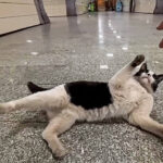 【衝撃の可愛さ!】「ここは私のお庭ニャ!」地下鉄の駅で出会った"超人懐っこい猫"の甘えっぷりが尊すぎる! - 肉球ドットコム(299.com)